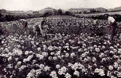 producteur de rose DUCHER