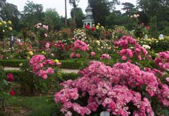 Foires aux plantes