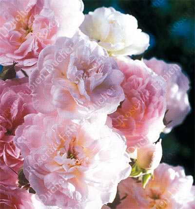 rose Blush Noisette