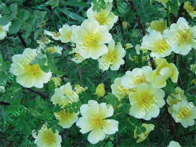 rose Canary Bird