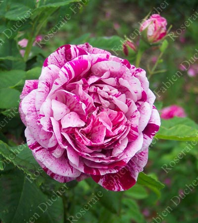 rose Commandant Beaurepaire