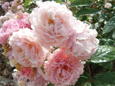 rose Cornelia