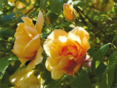 rosier Crépuscule