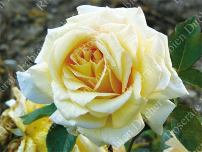 rose Feu Pernet Ducher