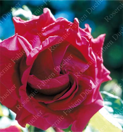 rose Georges Dickson