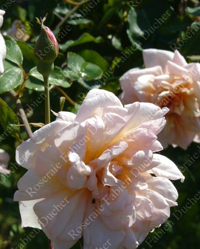 rosier Gilbert Nabonnand