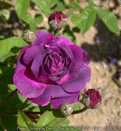 rose Indigo