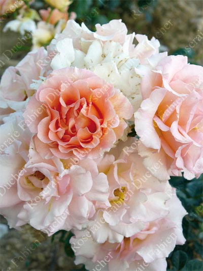 rose Jean de Luxembourg, roi de Boheme