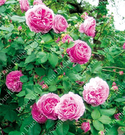 rose Louise Odier