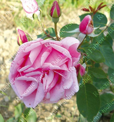 rose Madame Driout