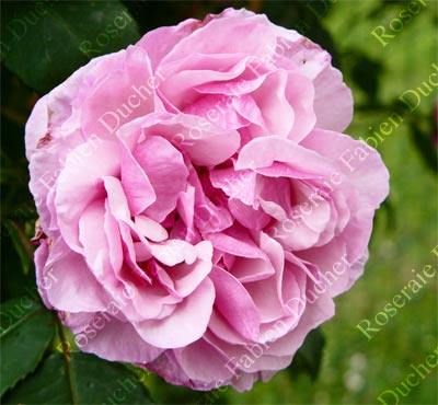 rose Madame Joseph Bonnaire