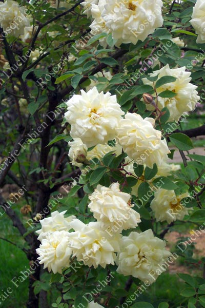 rose Madame Louis Henri