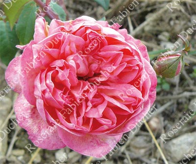 rose Marie d'Orleans
