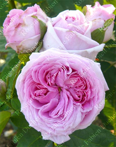 rosier Monsieur de Morand