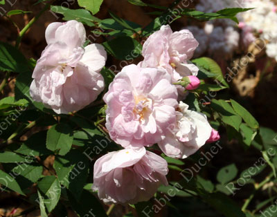 rose Narrow Water