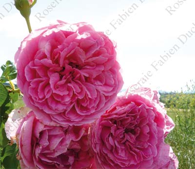 rose Pink Cloud