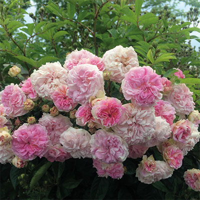 rosier Pink Ghislaine de Féligonde