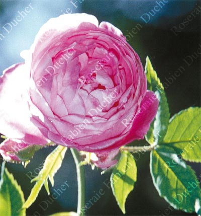rose Reine Victoria