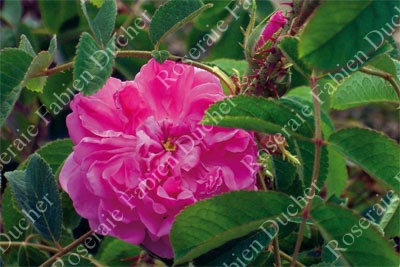 rose Rosa Damascena 4 saisons