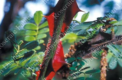 rosier Rosa Serica Pteracantha