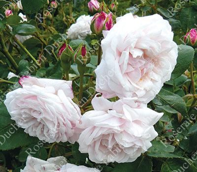 rose Souvenir de la Malmaison - Climbing