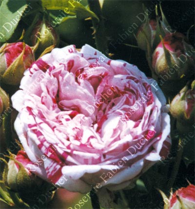 rose Variegata di Bologna