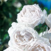 rose Aim�e Vibert