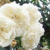 rose Alb�ric Barbier