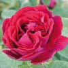 rose Alfred Collomb