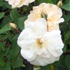 rose Alister Stella Gray