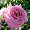 rose Aloha
