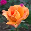 rose Ang�le Pernet