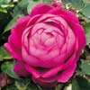 rose Antoine Ducher