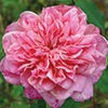 rose Archiduc Joseph