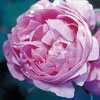 rose Archiduchesse E. d'Autriche