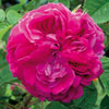 rose Ardois�e de Lyon