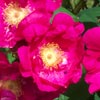 rose Arkansana