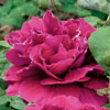rose Baron Girod de l'Ain