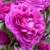 rose Baron de Bonstetten
