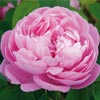 rose Baronne de Rothschild