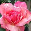 rose Beaut� Inconstante