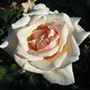 rose Beaut� de l'Europe