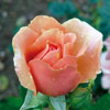 rose Belle Cuivr&eacute;e