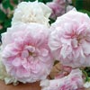 rose Belle Vichyssoise