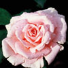 rose Belle de la Carni�re