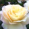 rose Beno�te Groult