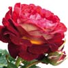 rose Bernard Mas