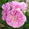 rose Bernard
