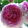 rose Bijou des Prairies