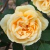 rose Billard et Barre